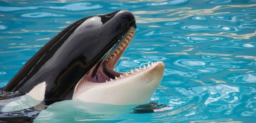 World Orca Day: Tell TUI to Stop Promoting SeaWorld