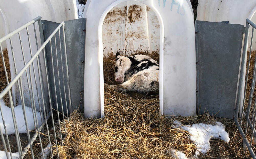 Exposed How Vulnerable Young Calves Are Caged and Isolated on EU Farms