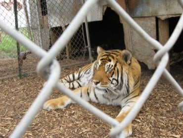 International Tiger Day: 6 Kinds of Tiger Abuse You Can Help Stop