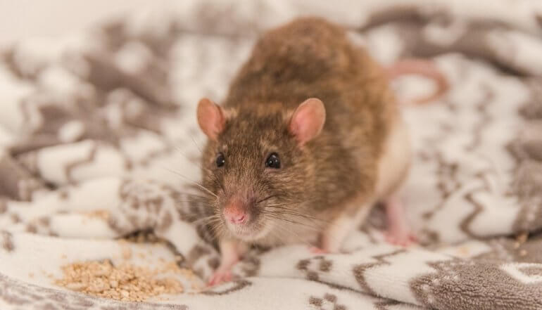 Year of the Rat: 15 Fascinating Facts About Rats