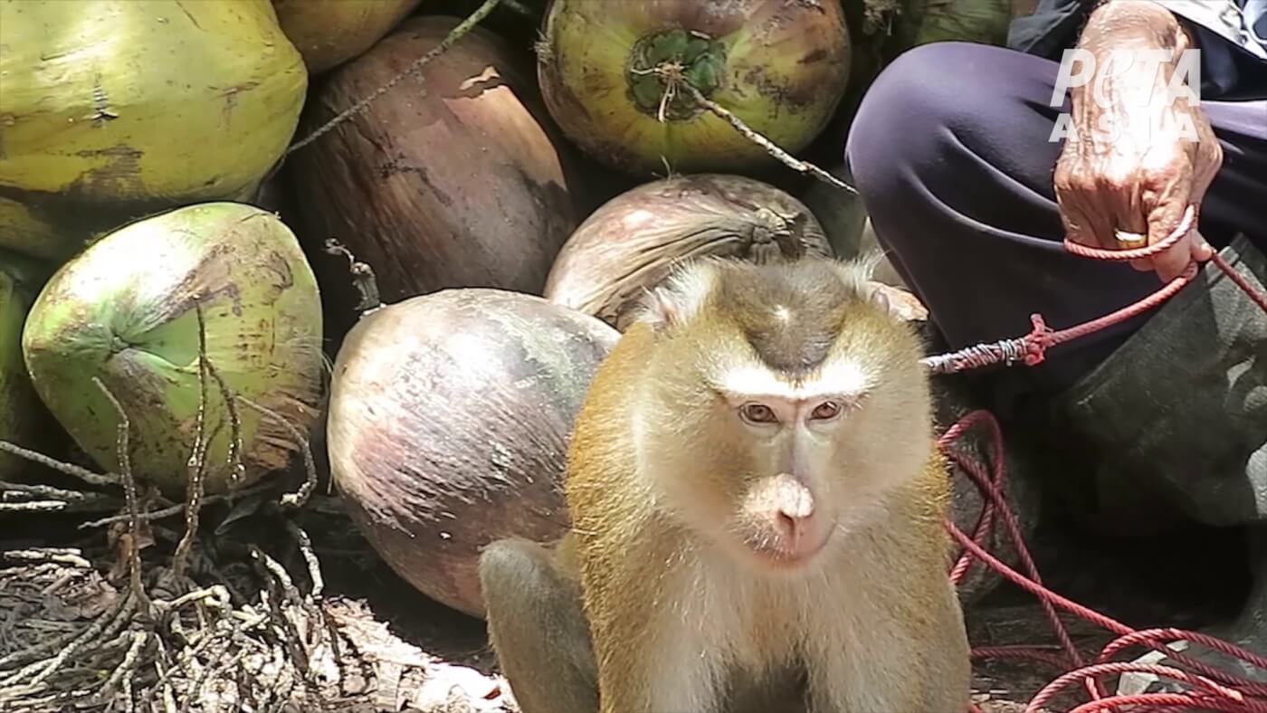 Is Coconut Milk Vegan