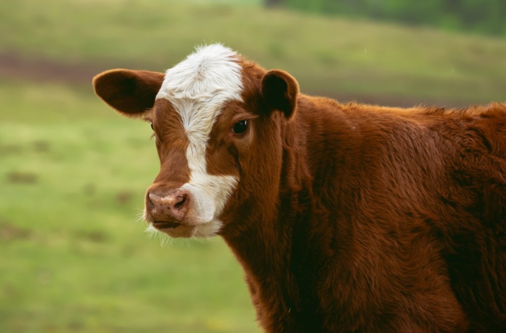 Victory! LSE Students Vote to Ban Beef Following Campaign by PETA ...