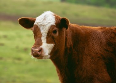 Victory! LSE Students Vote to Ban Beef Following Campaign by PETA Campus Rep
