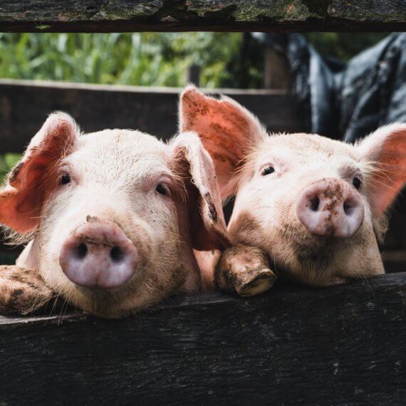 5 Actions of the Month to Help End Speciesism