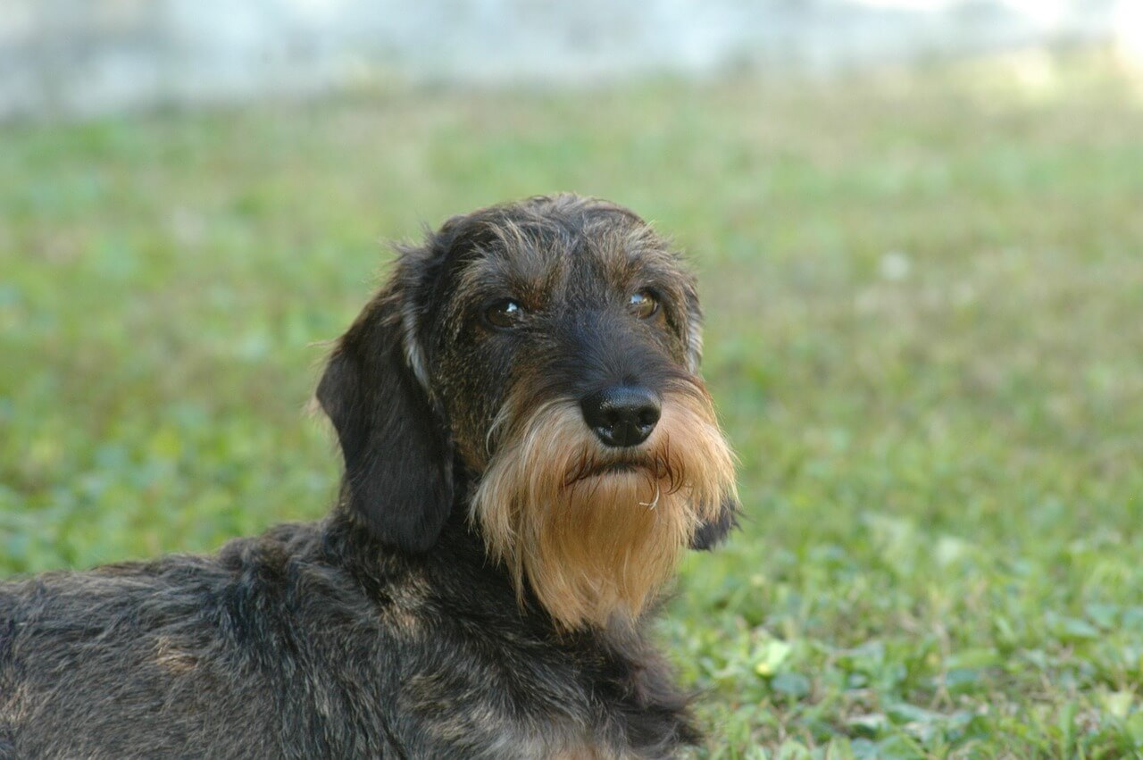 Best in show store long haired dachshund