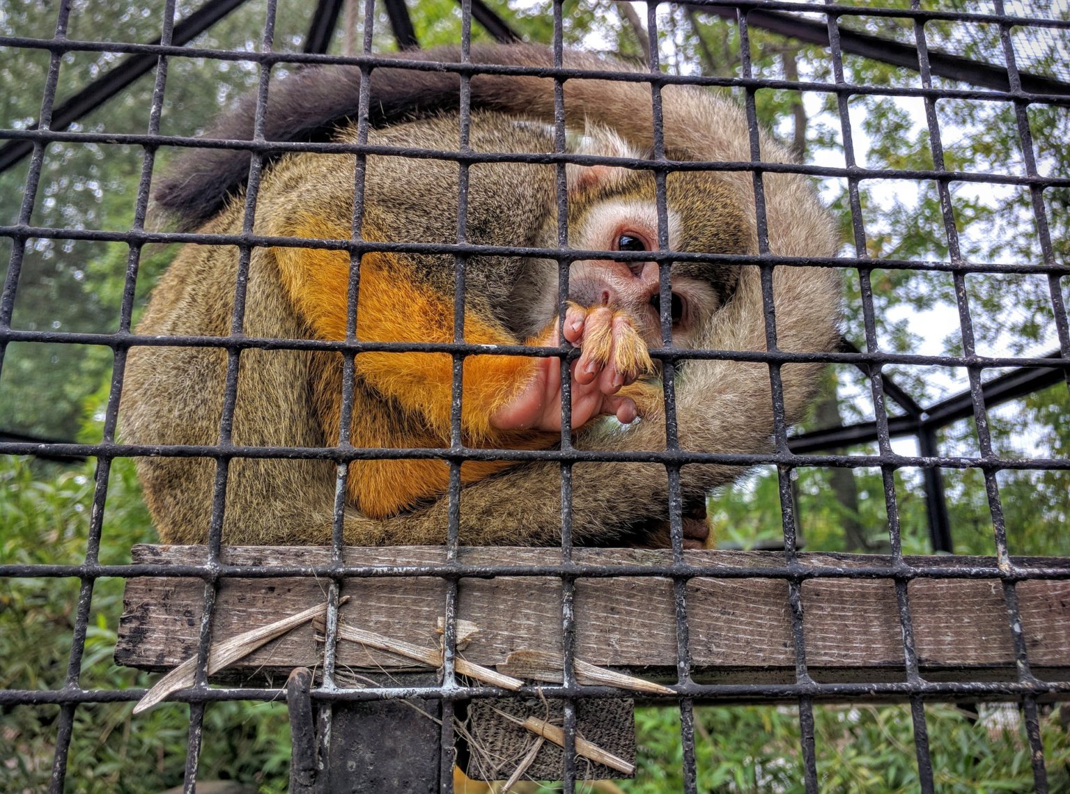 Why You Should Never Watch Live Zoo Cameras