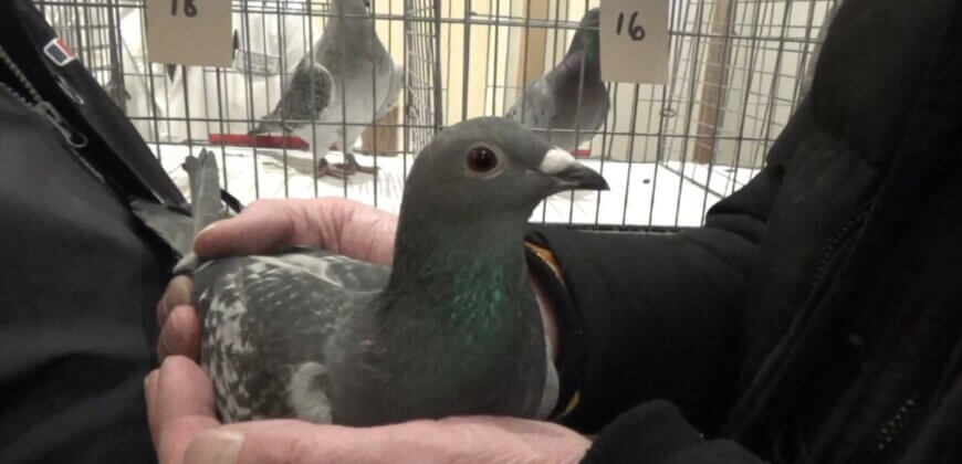 Breaking Investigation Queen S Pigeons Die In Smash Death Race Peta Uk