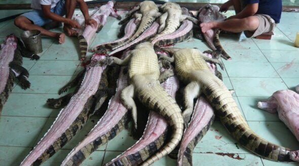 Hermès investigates crocodile farm cruelty claims but denies Birkin bag  link