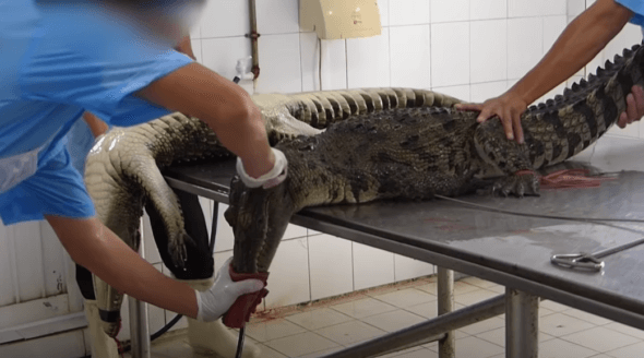 Exotic Skins Exposed: Snakes Inflated to Death, Crocodiles Stabbed