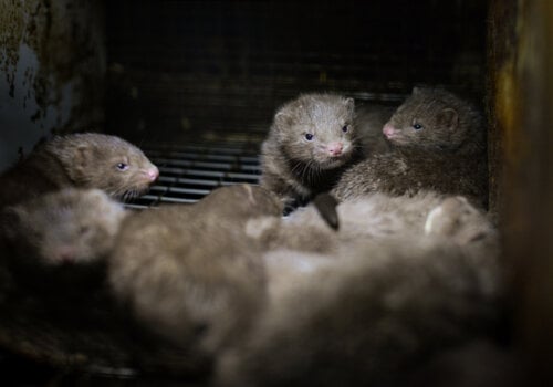 Mink kits in a cage at a fur farm in Quebec.