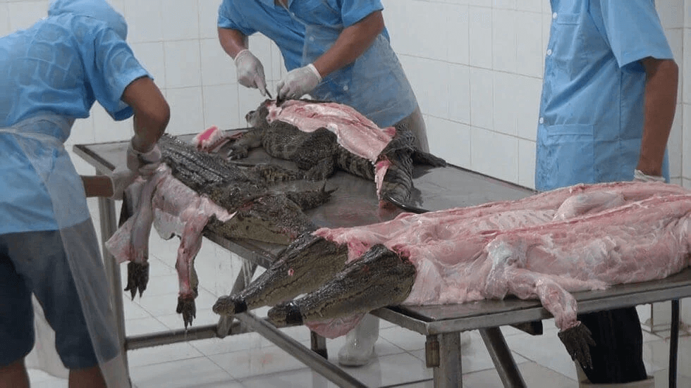 PETA Calls on Hermès to Stop Using Crocodile in Honor of Jane