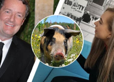 Why PETA Called Piers Morgan a Pig