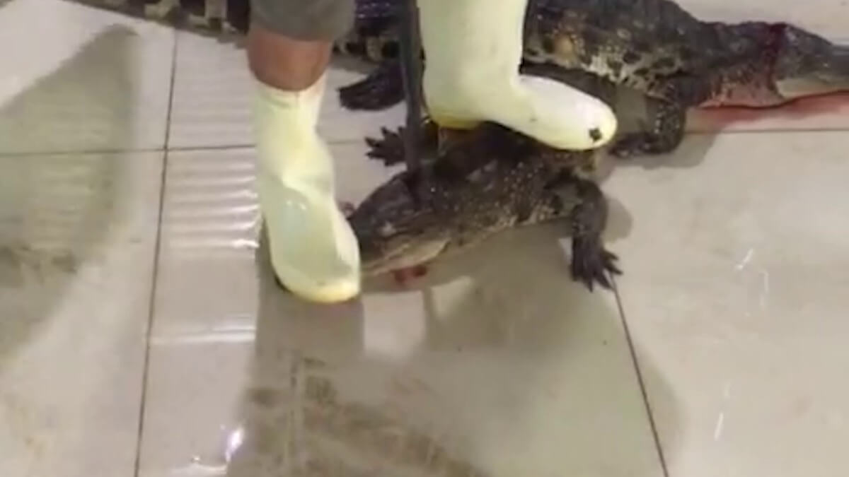 Over 1,600 crocodile skins seized in S. China