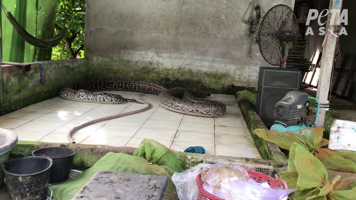 Snakes Inflated, Crocodiles Stabbed for Exotic Skins