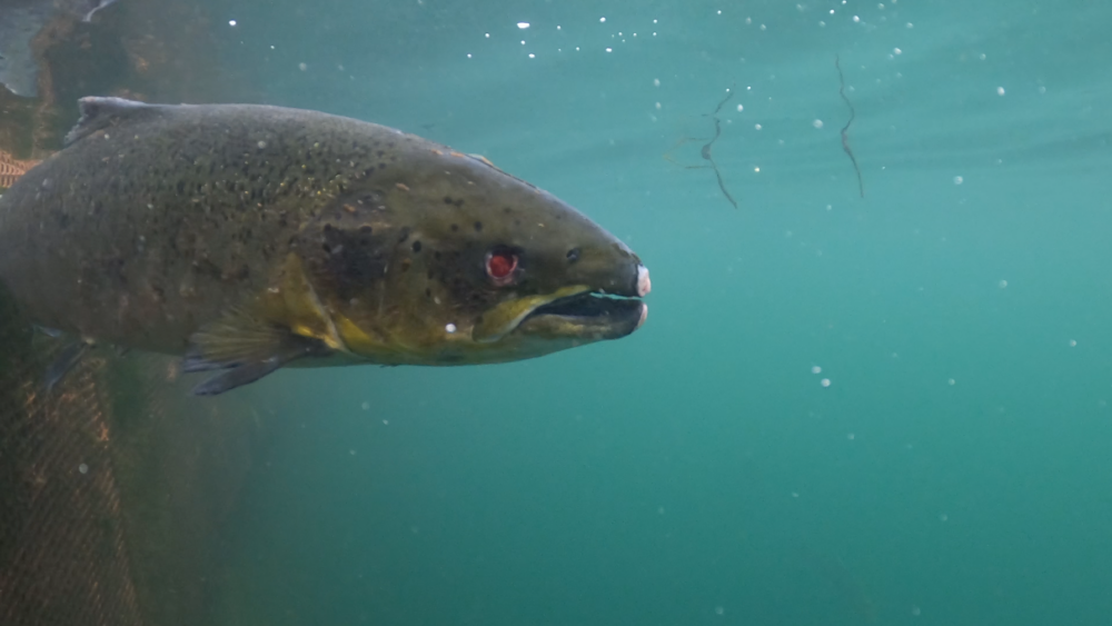 Diseases, Parasites, Cruelty: What Scotland’s Salmon Producers Are ...