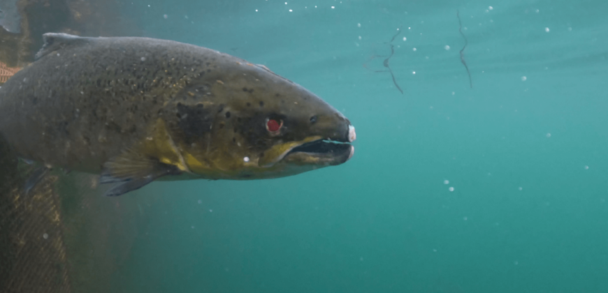 Diseases, Parasites, Cruelty: What Scotland’s Salmon Producers Are ...