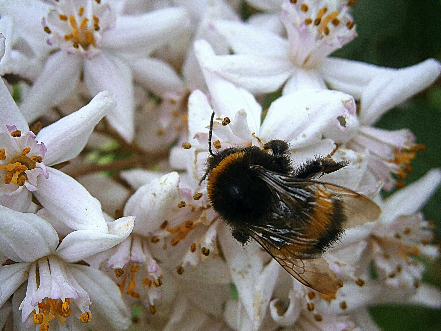 This Is Why Honey Isn’t Vegan