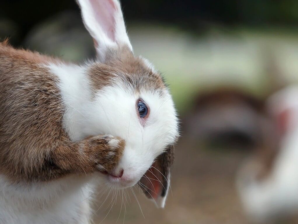 Are Cruelty-Free Cosmetics Brands Ready For China?