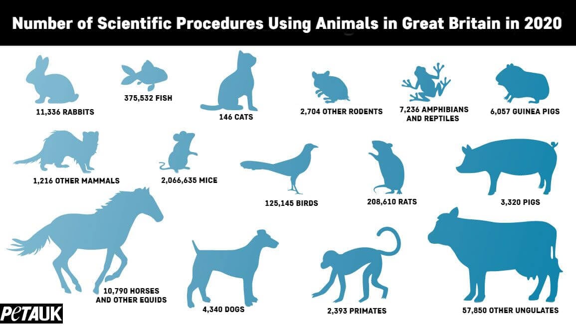 2.88 Million Procedures Using Animals Occurred In British Laboratories ...