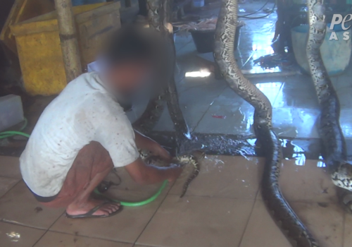 Gucci, Louis Vuitton exposed: Reptiles brutally slaughtered, skinned alive  in horror video