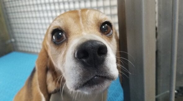 The qualities that make these gentle, eager-to-please beagles great companions also make them animal experimenters’ preferred victims.