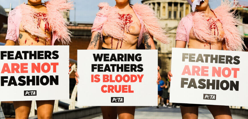 Why are PETA ‘Birds’ at London Fashion Week?