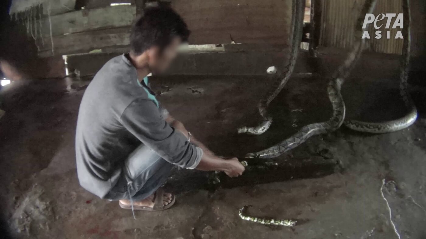 Louis Vuitton Owner Exposed: Snakes Inflated Alive for Leather - Action  Centre - PETA Australia