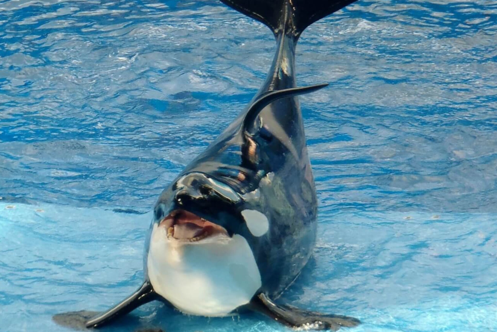 kohana-third-orca-in-18-months-dies-at-loro-parque