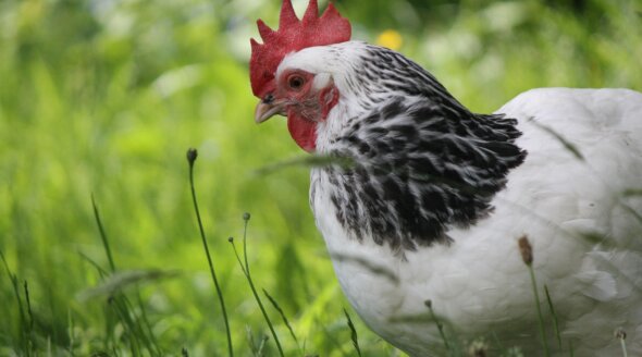 The UK’s Best Chicken Competition