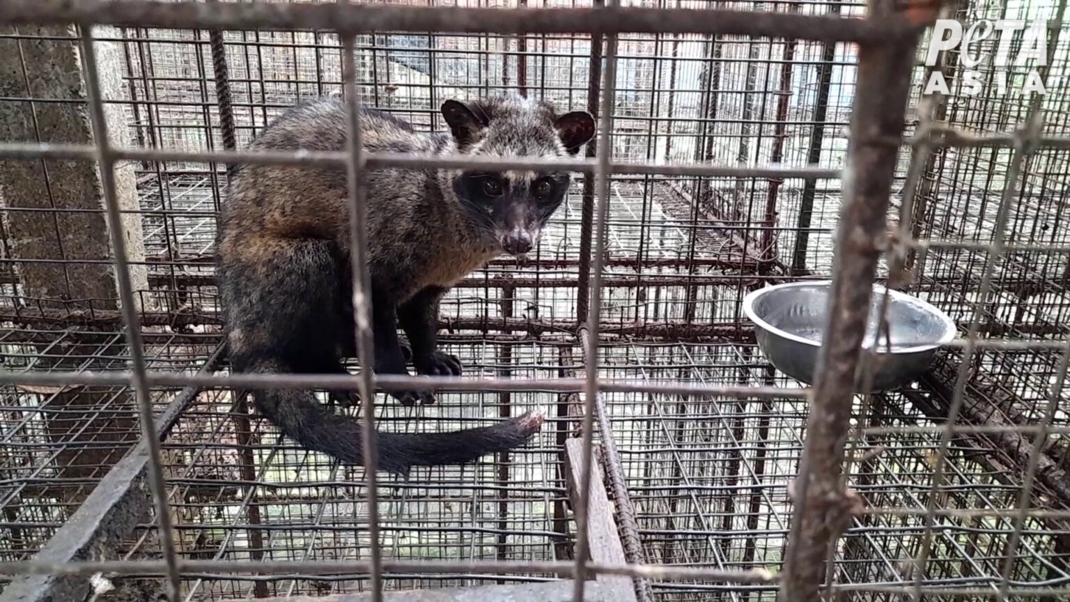 New Footage Shows Animals Driven Mad for ‘Civet Cat Poop’ Coffee