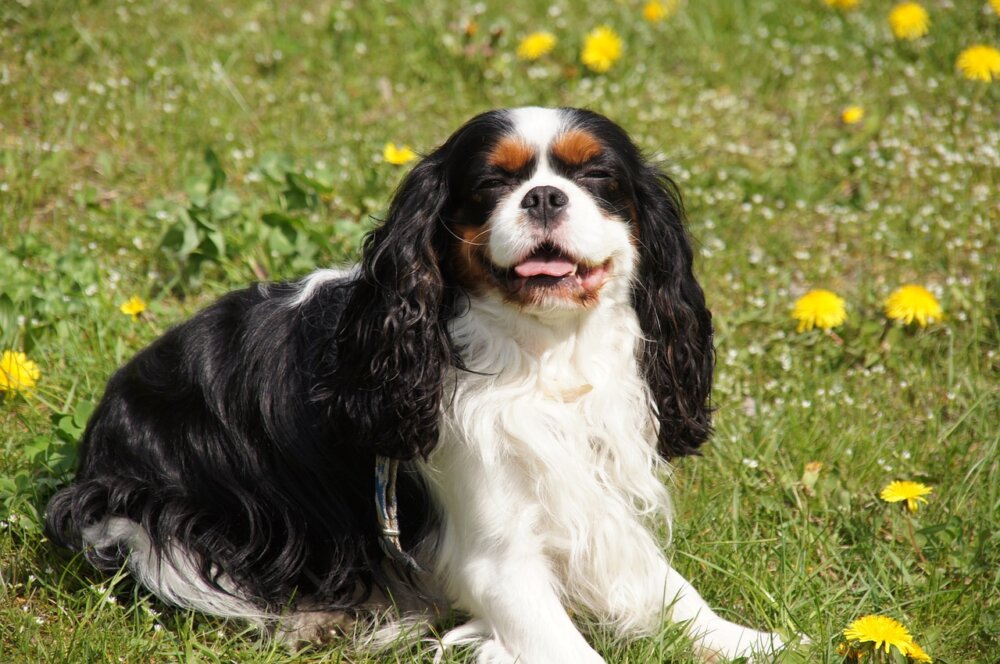 Royal Name, but Chronic Health Issues: Cavalier King Charles Spaniels