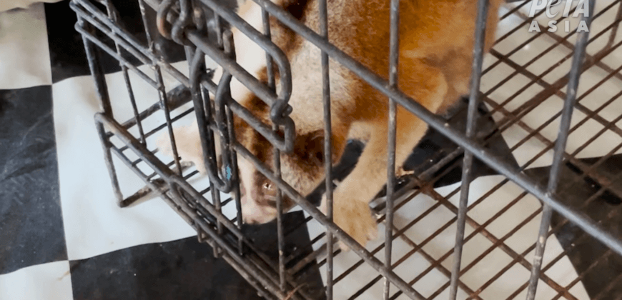 Shalin Gala on X: Devastating wildlife trade: A young monkey chained to a  cage in Bali's horrid bird market after being stolen from the wild and sold  off 💔 Photo Credit: Paul