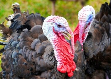 These 8 Quotes From ‘Consider the Turkey’ Will Change Your Christmas Plans