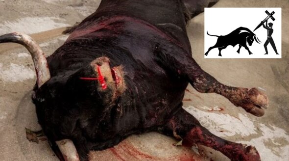 Urge Pope Francis to Condemn Bull Torture