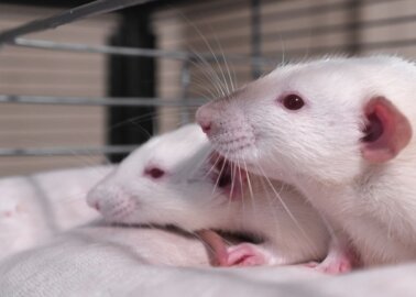 Report Reveals Neglect of Animals Used for Experimentation