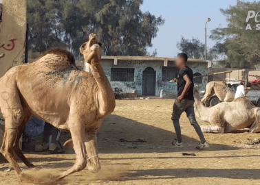 Progress: Egypt Is Taking Steps to Aid Horses and Camels – but More Is Needed