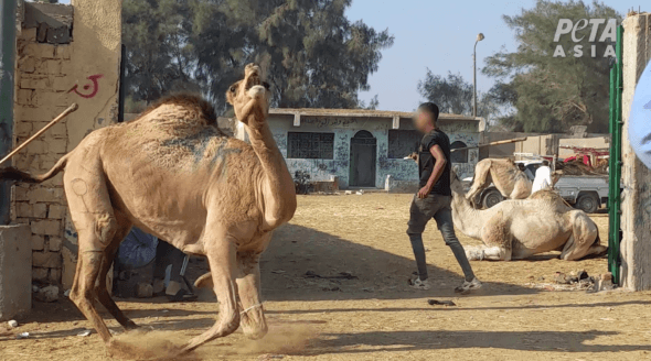 Progress: Egypt Is Taking Steps to Aid Horses and Camels – but More Is Needed