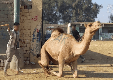 James Cromwell Urges Egyptian Government to End Camel Abuse