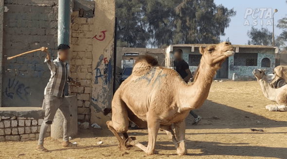 James Cromwell Urges Egyptian Government to End Camel Abuse