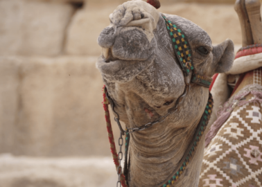 Life for Animals at the Pyramids: Beatings, Exhaustion, Suffering, Death