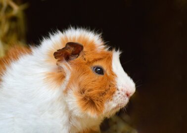 10 Horrific Experiments on Guinea Pigs