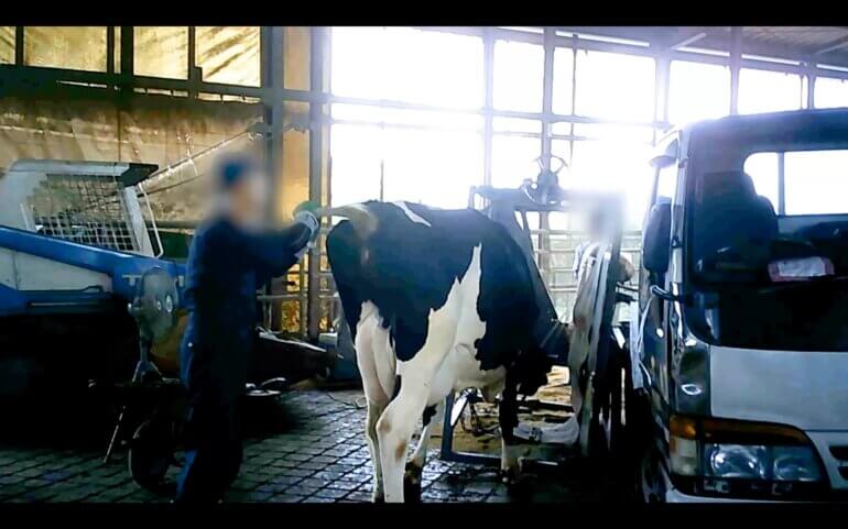 Milked to Death: Dairy Farm Nightmares