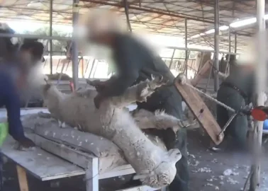 Tell Marks & Spencer to Ban Alpaca Wool