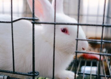 5 Experiments on Rabbits That Will Make You Shiver