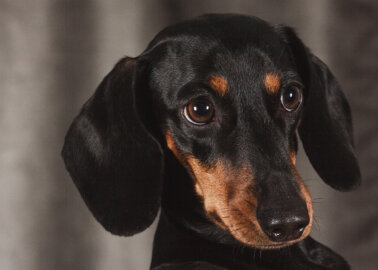 5 Reasons to Ban the Breeding of Dachshunds