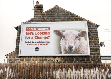 Have You Seen PETA’s New Billboard in Yorkshire?
