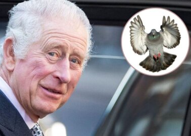 PETA Celebrates as King Charles Severs Ties With Pigeon Racers!