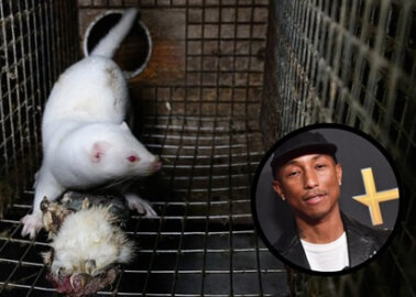 Tell Pharrell to Reject Louis Vuitton’s Cruelty!