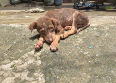 Rescuers Save Animals From Typhoon’s Flooding – Help Them Now