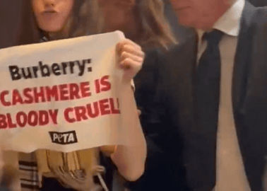 Cashmere Abuse: PETA Interrupts Burberry’s Annual Meeting